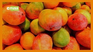 | SMART FARM | Mango value addition