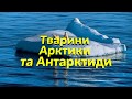 Досліджуємо Арктику та Антарктиду. Полярні тварини