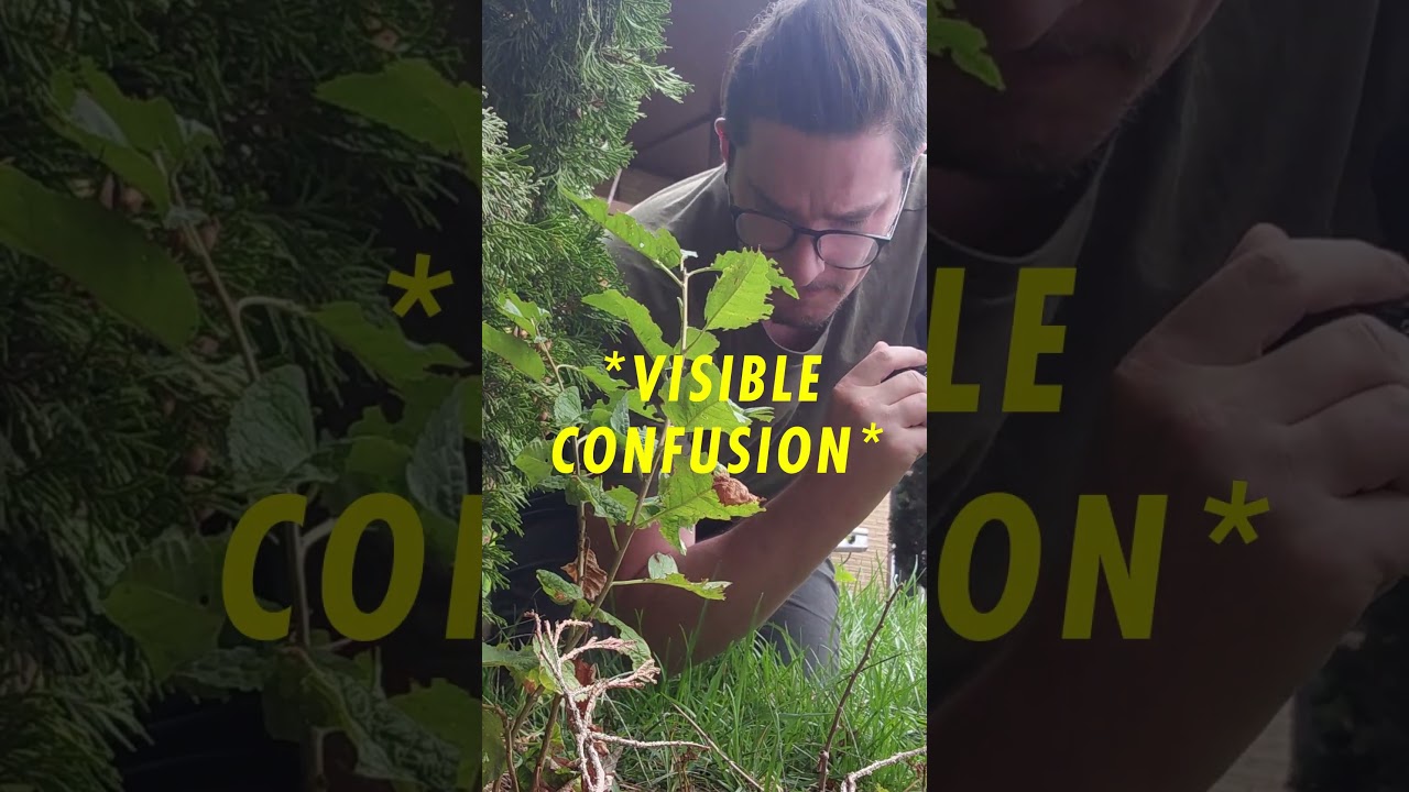 Weevil says "See Ya" and Bounces  