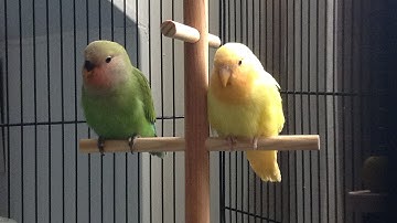 First Steps to Clicker/Target Training with Lovebirds