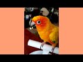 Apple Eating Time Sun Conure #shorts