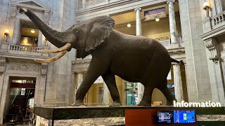 Our Tour of the Smithsonian National Museum of Natural History | The Real Hope Diamond