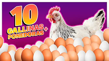 ¿Qué gallinas ponen los huevos más sabrosos?