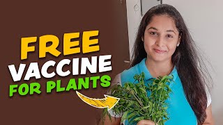 How to make Neem Pesticide at Home पौधों के लिए नीम कीटनाशक | Organic Neem Oil #neemoil #fertilizer