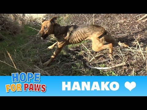 a-starving-dog-living-by-the-freeway-made-it-really-hard-for-us-to-save-her-life.-please-share.
