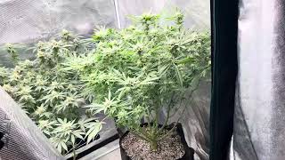 Blueberry Pancakes, Moon Fog, Purpz And Other Humboldt Seed Co.