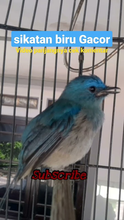 selendang biru/sikatan biru gacor isian kenari‼#viral #kicaumania #selendangbiru #tledekanlaut #fyp