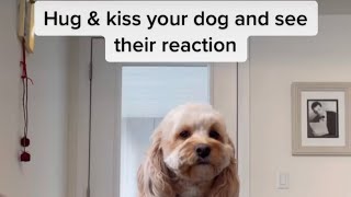 Hug & Kiss Your Dog  REACTION!!!