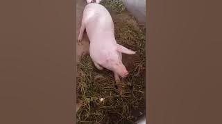 yokbe Videos #178