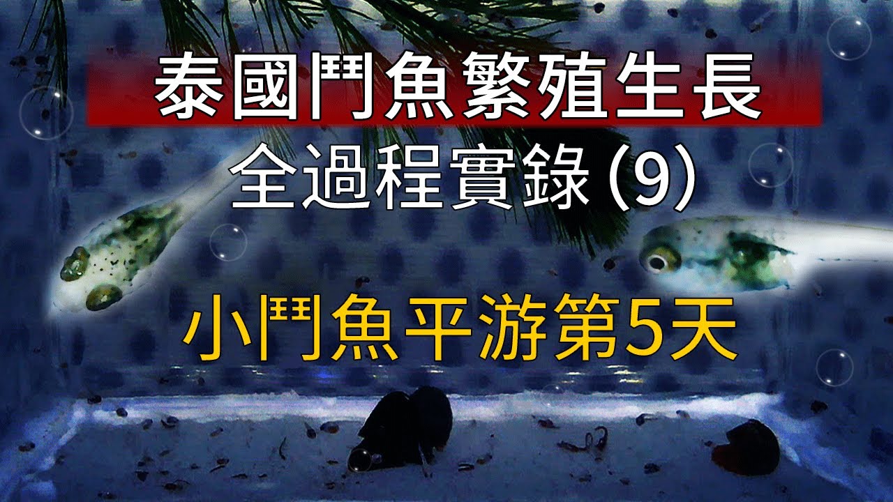 鬥魚繁殖成長全記錄 9 小鬥魚平游后第5天鬥魚平游開口進入成長期betta Fish Breeding Youtube