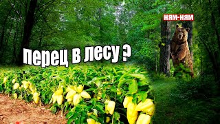 Что будет, если посадить болгарский перец в лесу?