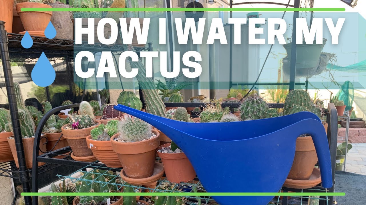 How To Water Cactus Plants Cactuscare YouTube