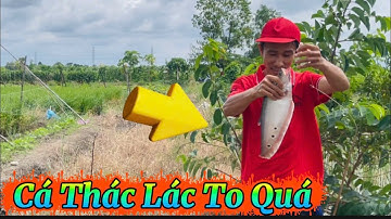 Bắt Cá Cạn ,Cấm Câu Dính Cá Thác Lác To Khổng Lồ Các Bạn ƠI