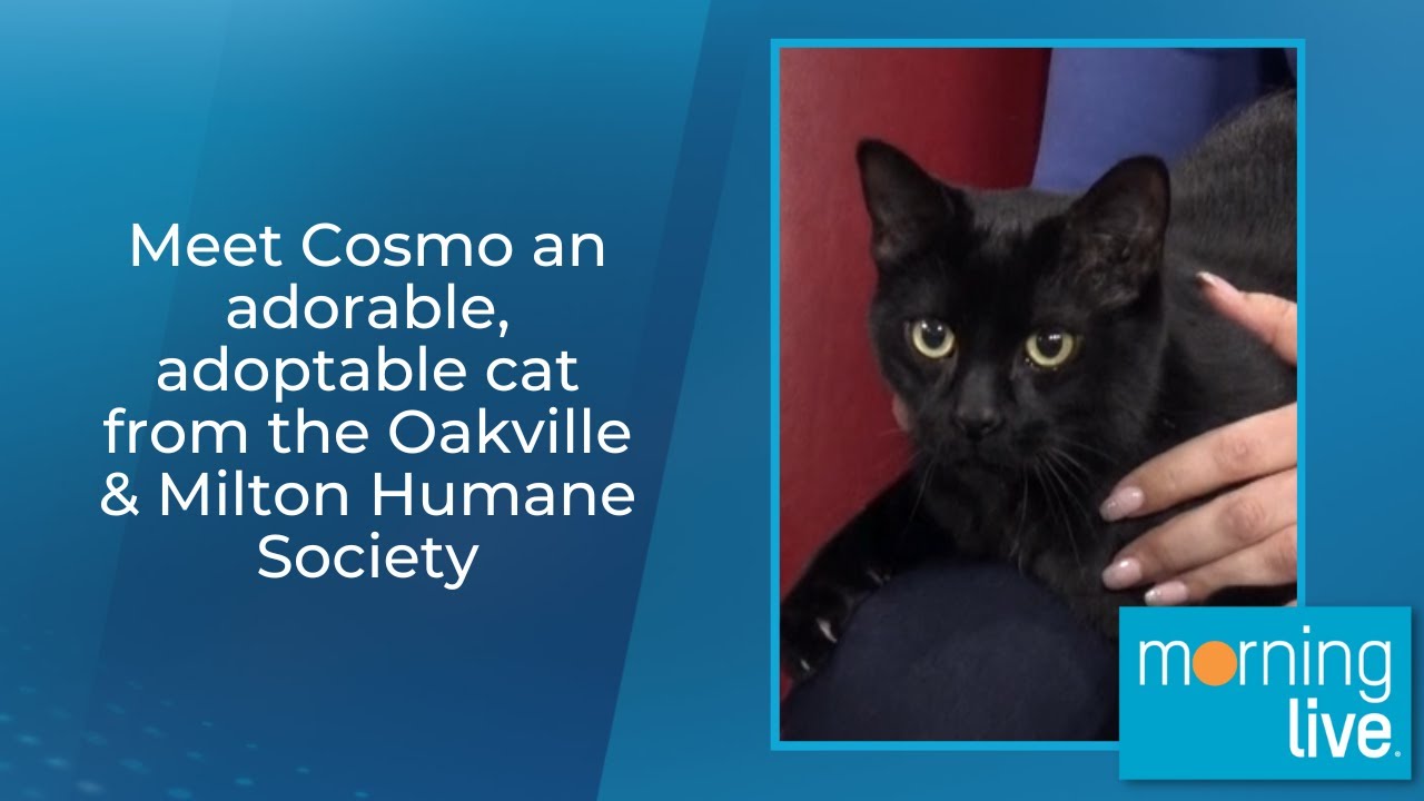 Meet Cosmo An Adorable Adoptable Cat From The Oakville Milton Humane meet-cosmo-an-adorable-adoptable-cat-from-the-oakville-milton-humane