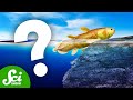 Evolutionary Transitions in Fossils