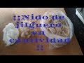 Nido de Jilgueros en cautividad || Lali en Adobo ||