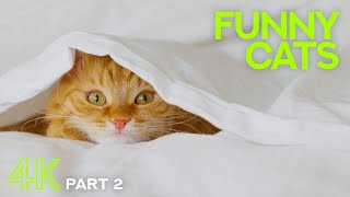 Cutest Cats Ever! - 4K Life of Funny Cats & Kittens Compilation - Video for Good Mood - Episode #2 by Animals and Pets 2,947 views 2 years ago 29 minutes