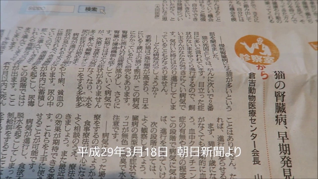 猫も腎臓病の時代です 笹岡整骨院の独り言 東洋医学の現場で働く治療師日記 楽天ブログ