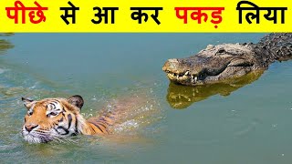 मगरमच्छ का हमला इतना खतरनाक क्यों होता है ? WHY CROCODILE ATTACK IS SO DANGEROUS ?