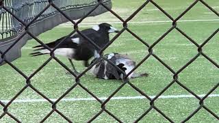 Young magpie plays dead to avoid going home with mum and dad.