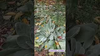 #Mullein plants growing EVERYWHERE out at Earth Seed #hyyer #plantmedicine #breathe