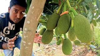 Vietnam Jackfruit Farming | kathal ki kheti | best jackfruit variety  baramasi jackfruit #jackfruit