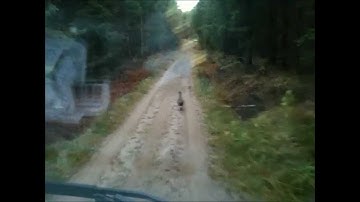 Capercaillie
