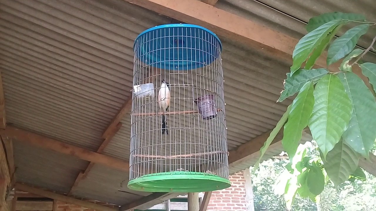 Burung liar 