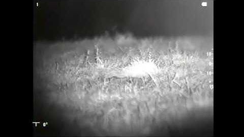 NV Hunting: First Fox with the Digiceptor and .22 Hornet