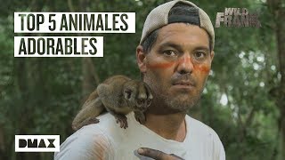 Así son los 5 animales más adorables que Wild Frank encuentra en Brasil | Wild Frank