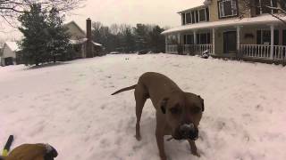 Willy In The Snow 2013