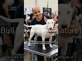Bull Terrier (Miniature)