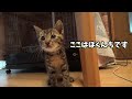 車屋で保護した子猫が１日でこうなりました