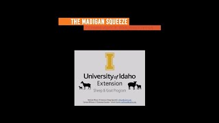 Madigan Squeeze to Promote Vigor Suckling in Slow Weak Lambs