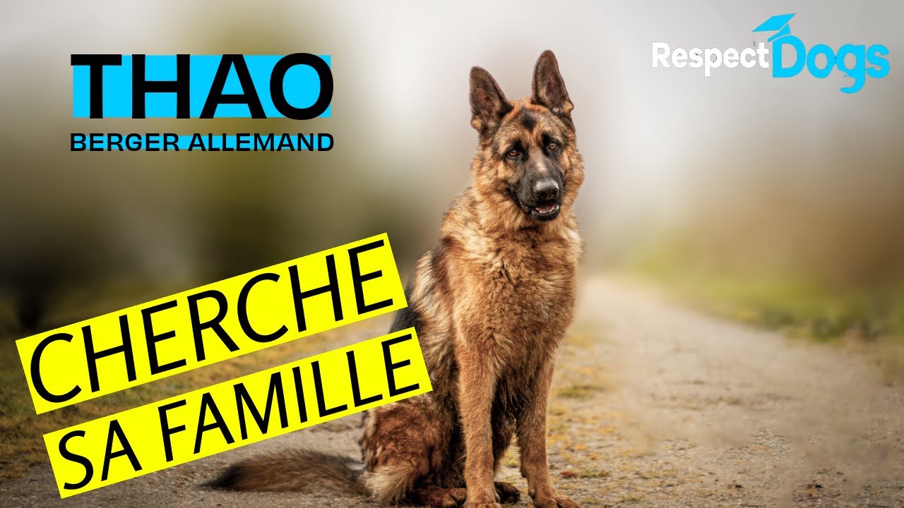 Urgence Adoption ! Thao, Berger Allemand / Respectdogs Seconde Chance