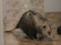 Possum as a house pet.