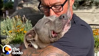 Guy Brings Home Senior Pittie And She Starts To Age Backwards| The Dodo Foster Diaries