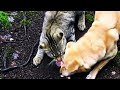 "A cat and a dog fighting over fresh meat."(KUCING VS ANJING REBUTAN DAGING FRESH )