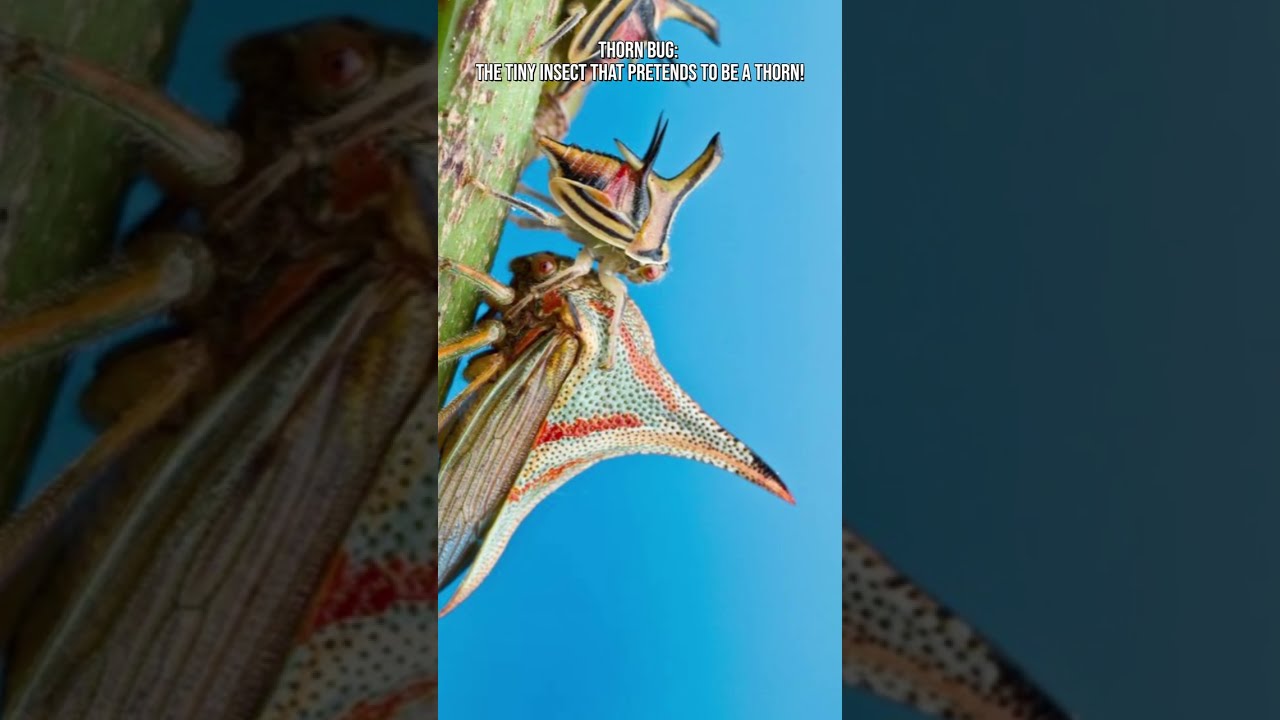 Thorn Bug: The Tiny Insect That Pretends to Be a Thorn! 