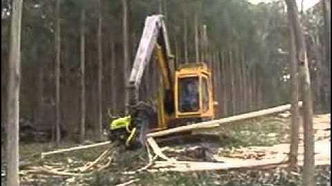 Tree remove in jcb
