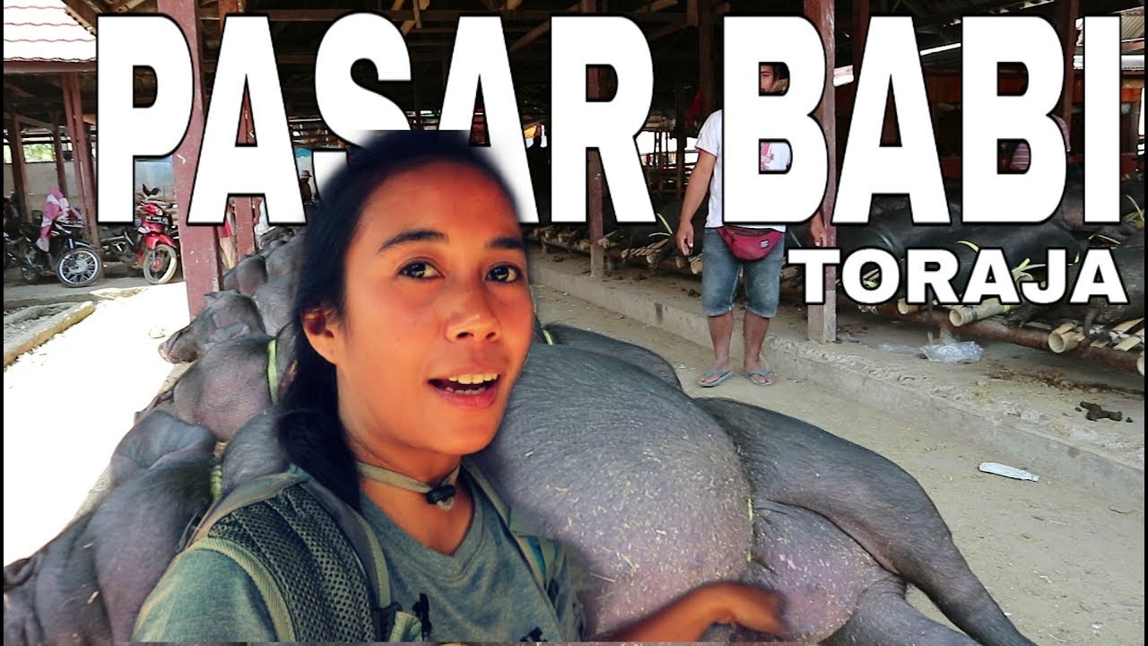 Pasar Babi Terbesar di Toraja, Paling Mahal Babi Bertaring - 14 Juta Per Ekor