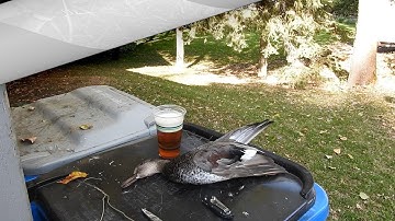 Easy Way To Wax and Clean Ducks Duck Waxing