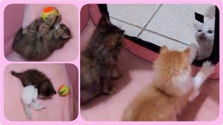 @cc.cutecats Playing Ball & Wrestling. 🥎🥋 #cat #kitten #kucing #kitty by CC.CUTECATS 415 views 4 weeks ago 2 minutes, 29 seconds