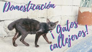 ¿Se pueden domesticar los gatos de la calle? Ideas prácticas