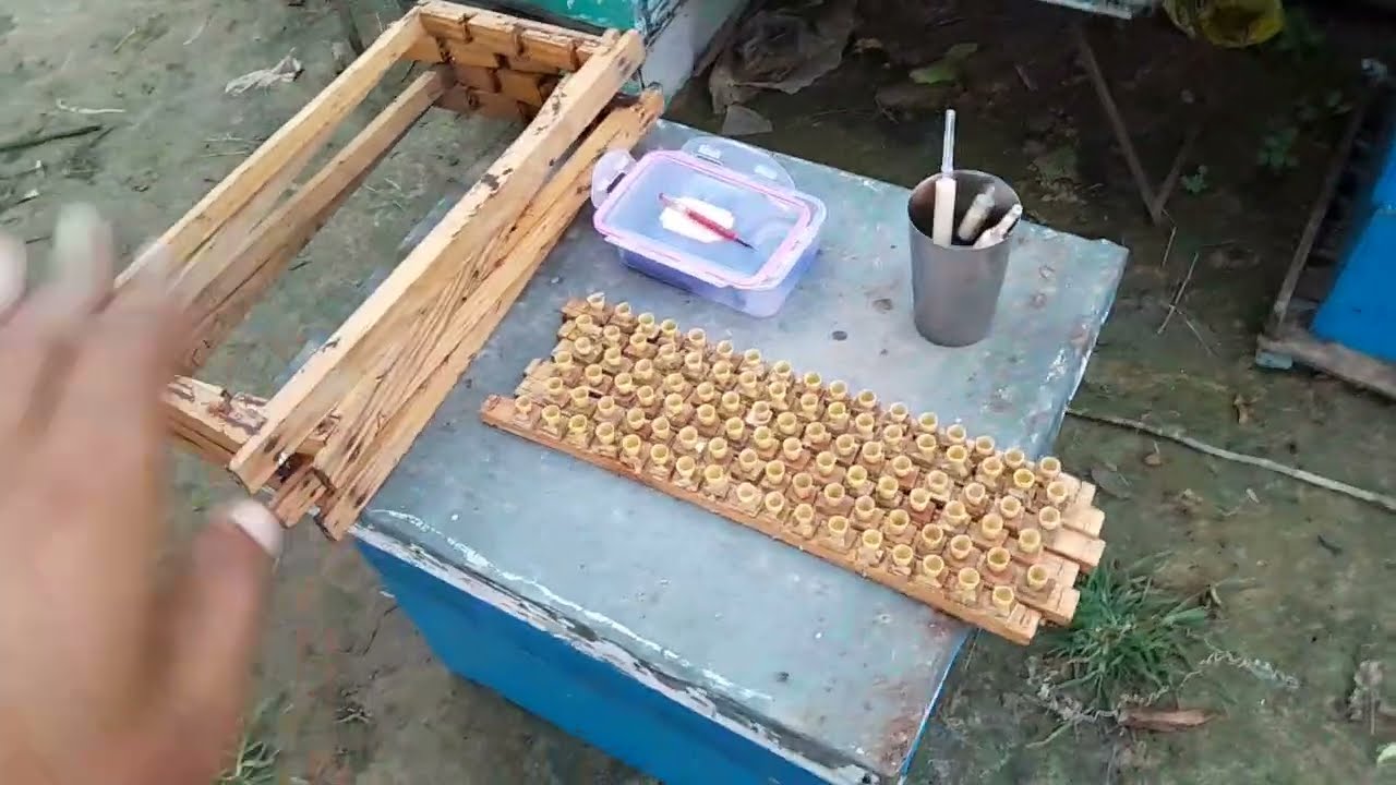 Queen Bee Grafting Update