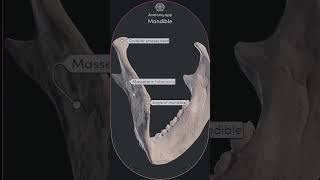 تشريح الفك السفلي Anatomy of the mandible@#dranwar