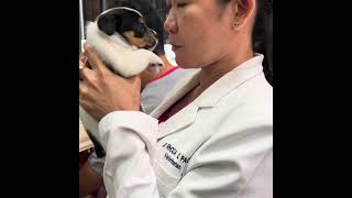 Jack Russell Terrier Puppies | Deworming at 1 month