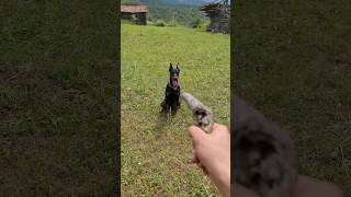 Doberman Vs Odun