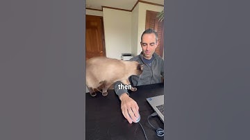 My Cat’s Good Morning Routine