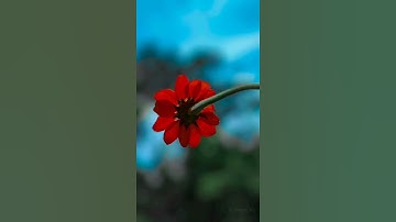 How to Snapseed background blur lightroom colour retouching keypad 😍